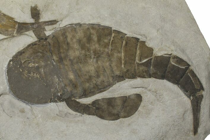 Eurypterus (Sea Scorpion) Fossil - New York #369286